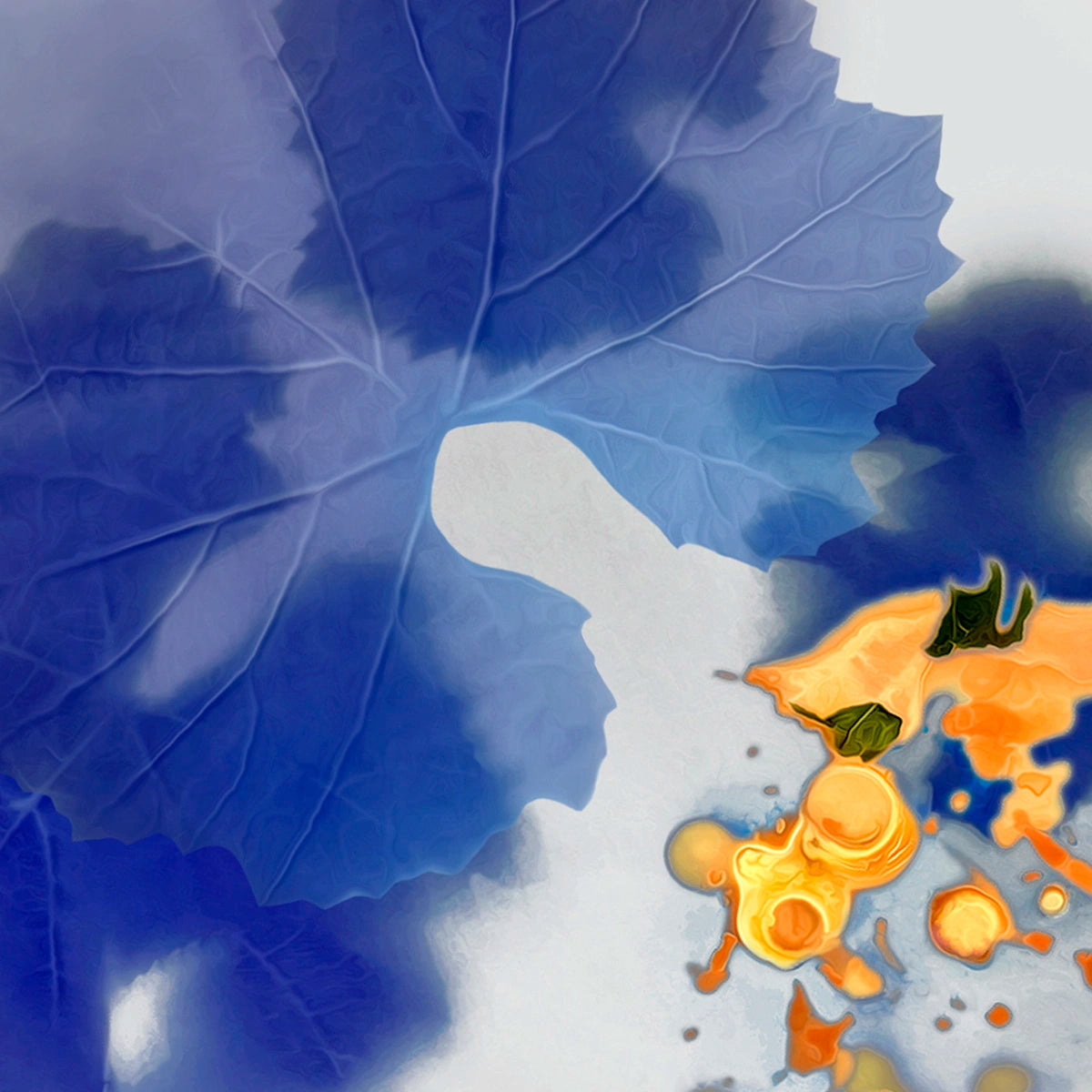 ND_Pinot-Grape_Blue_02.webp