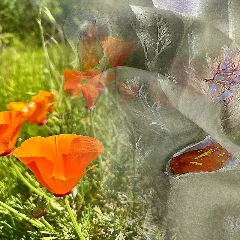 ND_Poppies_Process_Blend_01_6dfd930f-9f72-4a59-b08a-7c7cbc77744e.webp