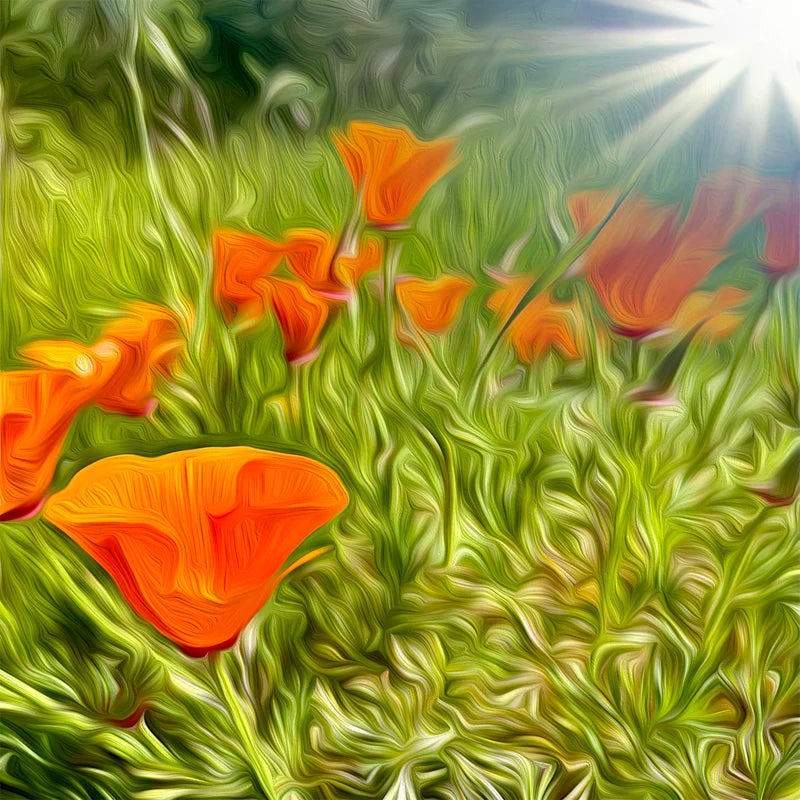 ND_Poppies_SunBurst_01.webp